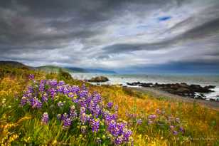 Lupines on the Lost Coast-7123